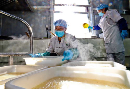 甘肅張掖 粉皮面筋走俏市場，農副產品銷售新引擎