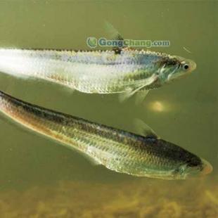 長江刀魚批發首選，劉興水產專注高品質農副產品供應
